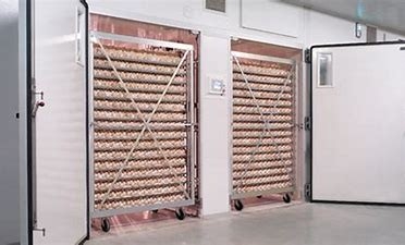 kopen De intelligente 31824 Eierenkwartels kiezen Stadiumincubator met Eikeerder uit online manufacture